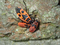 Firebugs