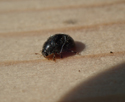 Forestier's Ladybird