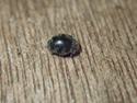 Forestier's Ladybirds