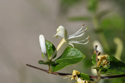 Fly Honeysuckle