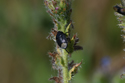 Forget Me Not Shieldbug