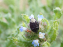 Forget me not shieldbug