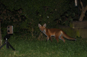Red Fox