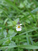 Field Pansy
