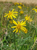 Fen Ragwort