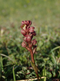 Frog Orchid