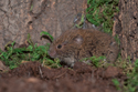 Field Vole