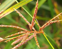 Galingale