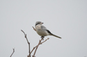 Great Grey Shrike