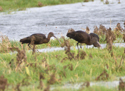 Glossy Ibis