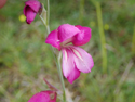 Wild gladiolus