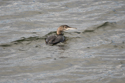 Great Northern Diver