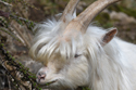 Kashmir Goat