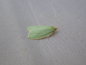 Green oak tortrix