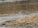 Greater Yellowlegs