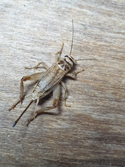 House Cricket