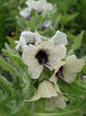 Henbane