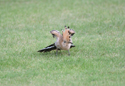 Hoopoe