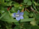 Ivy Leaved Bellflower