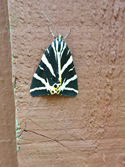 Jersey Tiger