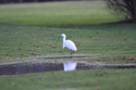 Little Egret