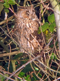 long Eared Owl