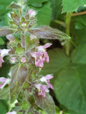 limestone woundwort