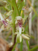 Lizard Orchid