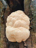 Lion's Mane Fungus