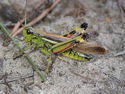 Large Marsh Grasshopper