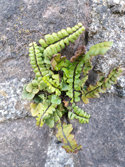 lobed maidenhair spleenwort