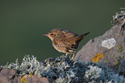 Lanceolated warbler