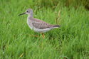 Lesser yellowlegs