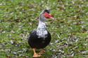 Muscovy Duck