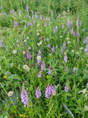 Marsh Fragrant Orchids