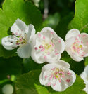 Midland Hawthorn