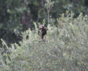 Marsh Harrier