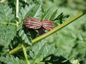 Minstrel Shieldbug