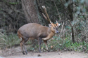 Muntjac