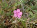 Maidens pink