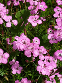 Maiden's Pinks