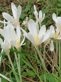Meadow Saffron