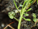 Mudwort