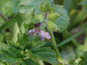 Musk Storksbill