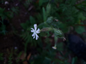 Night Flowering Catchfly