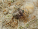 New Forest Shieldbug
