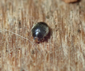 Oak Scymnus
