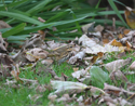 Olive backed pipit