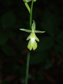Ochreluca fly orchid