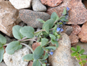 Oysterplant